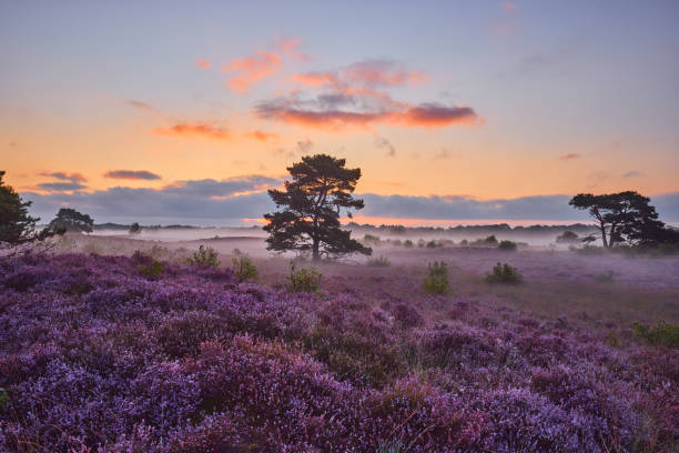 istock Blossoming heather at sunrise 1354893515