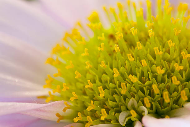 Púrpura flor - foto de stock