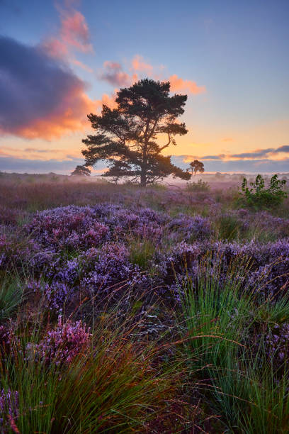 istock Blossoming heather at sunrise 1354894601