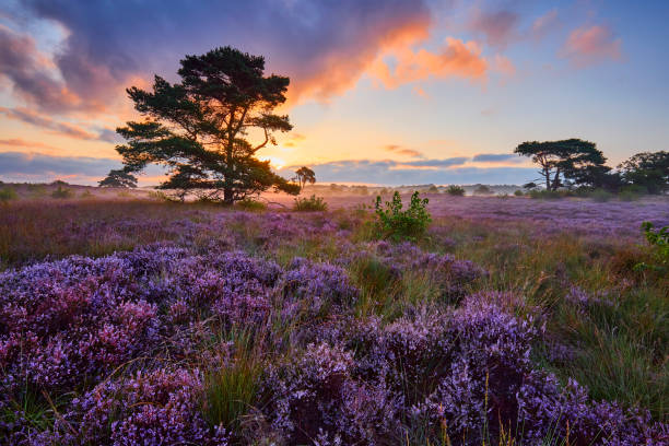 istock Blossoming heather at sunrise 1354894818