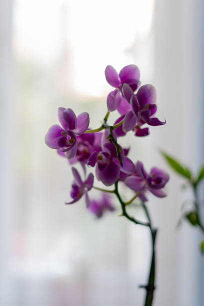 istock Purple orchid on white backgorund 1354895067