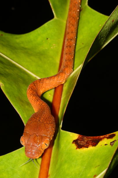 istock The Black-headed cat snake (Boiga nigriceps) in natural habitat 1354896814