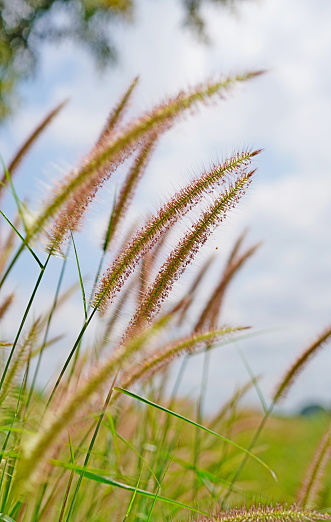 Beautiful Reeds grass flower  on sky and clouds soft in nature