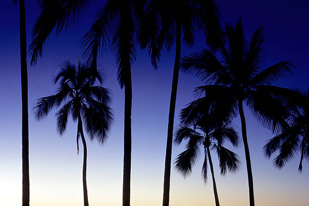 istock USA Hawaii O'ahu, Coconut Palms. 135489803