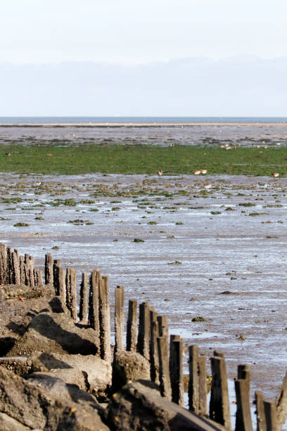 istock Dutch Landscapes – Wadden Sea at low Tide ( Texel, the Netherlands) 1354898097