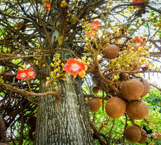 サルの木の花、クローズアップショット - hinduism outdoors horizontal close up ストックフォトと画像