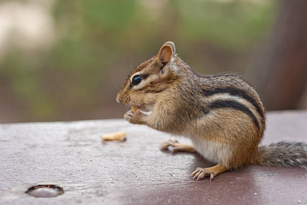 istock Alert Chipmunk Sitting Eating on Picnic Table 135489954
