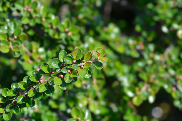 Rock cotoneaster Rock cotoneaster branch - Latin name - Cotoneaster horizontalis cotoneaster horizontalis stock pictures, royalty-free photos & images