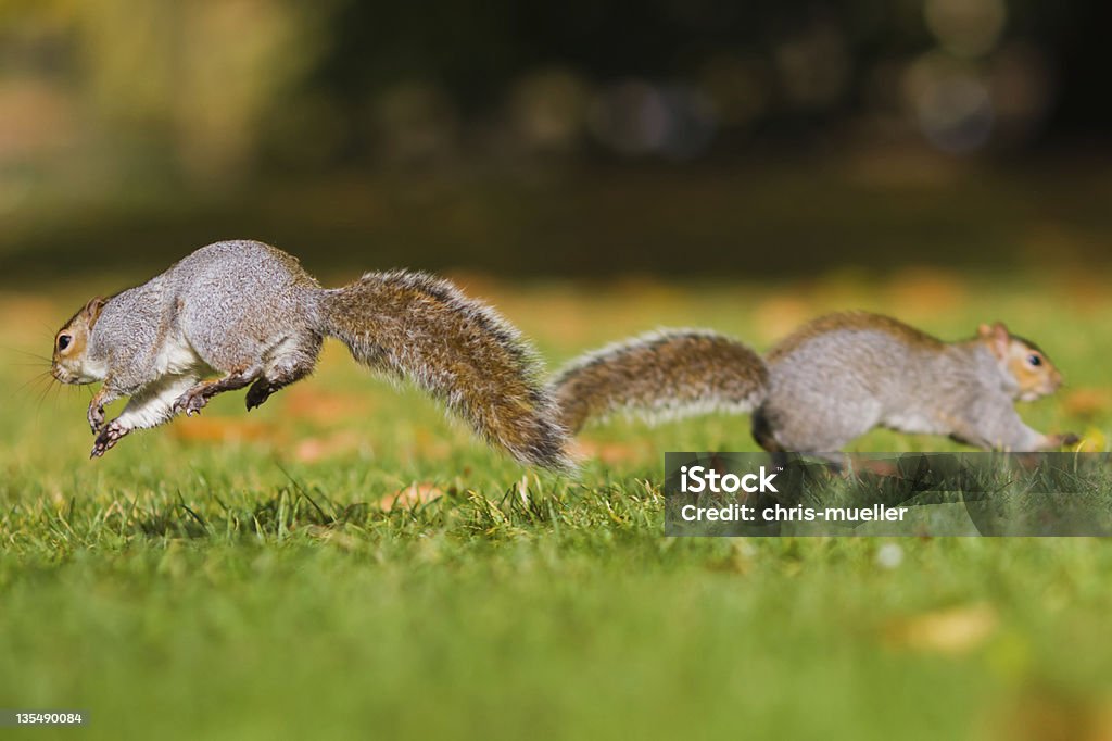 Scène drôle de l'action avec des écureuils - Photo de Écureuil libre de droits