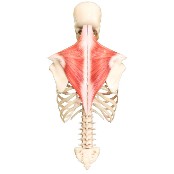 istock Human Muscular System Torso Muscles Trapezius Muscle Anatomy 1354901798