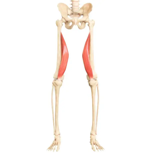 Photo of Human Muscular System Leg Muscles Vastus Medialis Muscle Anatomy