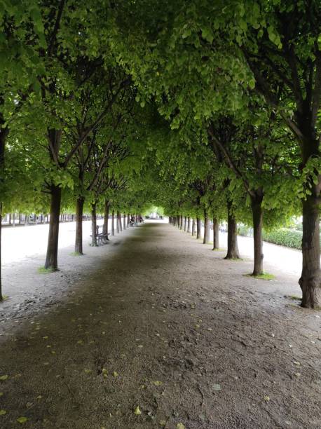 аллея деревьев во дворце рояль, париж - palais royal стоковые фото и изображения
