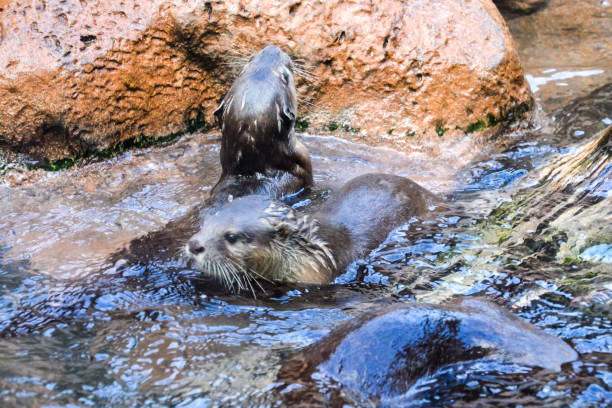 istock Mammal Nutria Aonix Cinerea 1354902289