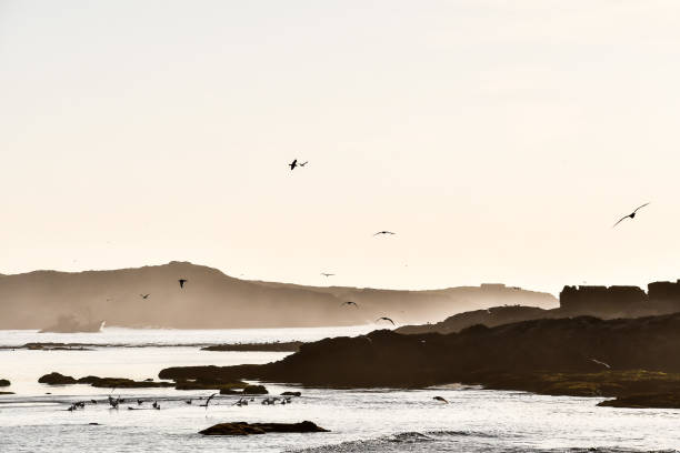 birds on beach, beautiful photo digital picture
