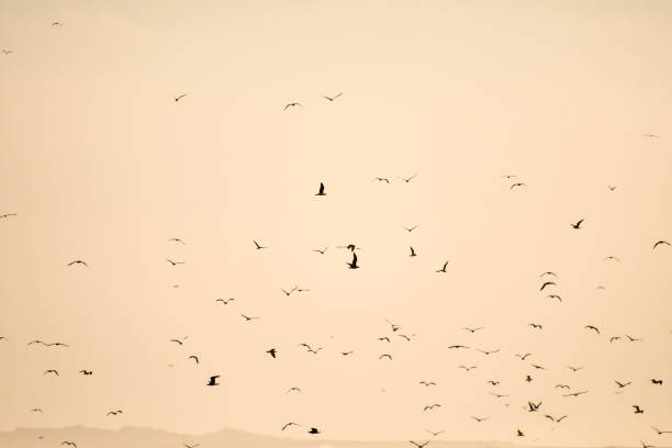 istock flock of birds, photo as background 1354903148