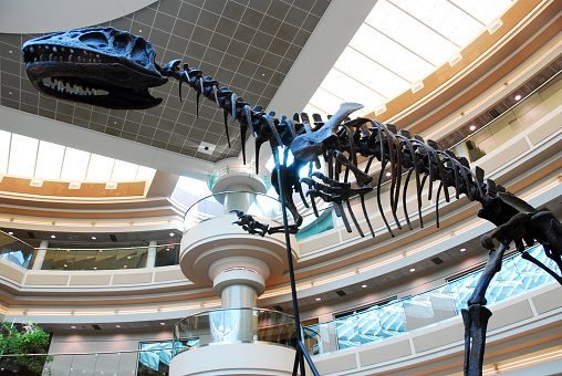 Atlanta, GA, USA September 20 A large fossil of a Tyrannosaurus Rex dinosaur stands in the atrium of the Atlanta Hartsfield Jackson International Airport