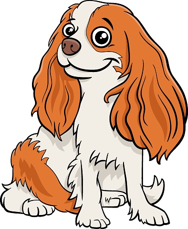 cartoon Cavalier King Charles Spaniel purebred dog
