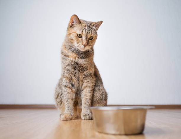 istock Domestic cat is waiting to be fed. 1354904952