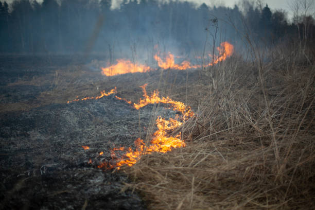 istock Dry grass is burning. The field caught fire in the spring. 1354907201