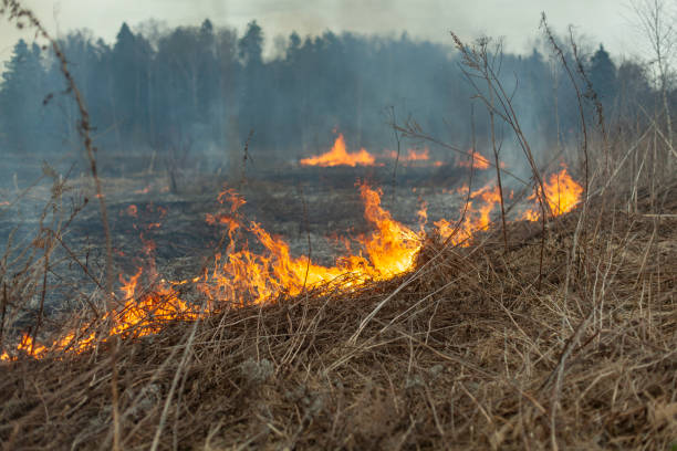 istock Dry grass is burning. The field caught fire in the spring. 1354907208