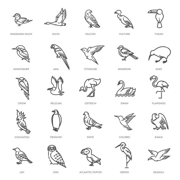 ilustraciones, imágenes clip art, dibujos animados e iconos de stock de conjunto de diferentes aves. iconos de línea vectorial - heron