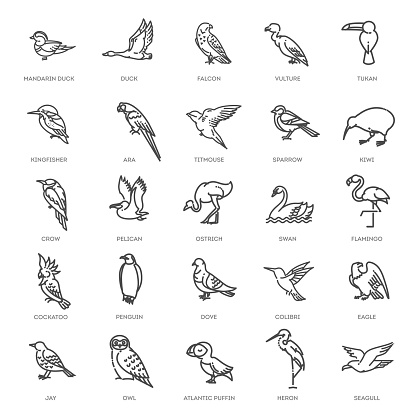 Line vector Set of different birds
