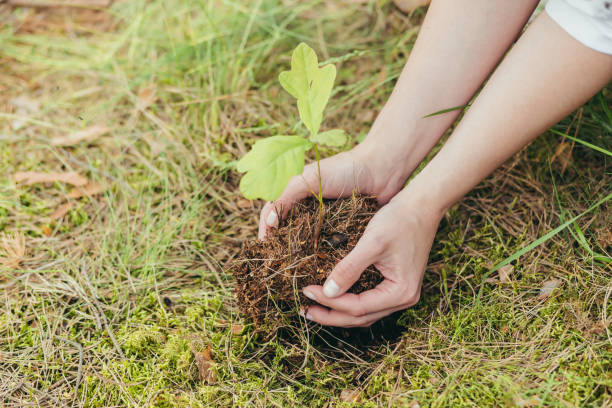 una mujer planta un pequeño roble en el bosque, un voluntario ayuda a plantar nuevos árboles en el bosque, foto de primer plano - oak leaf oak tree acorn season fotografías e imágenes de stock