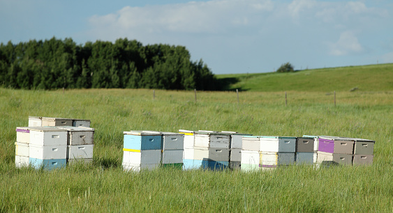 Rows of beehives in the summer sun near an Idaho alfalfa field.