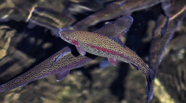 Hatchery rainbow trout stock photo