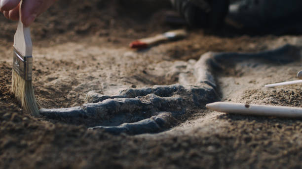 istock Crop archaeologists digging out dinosaur limb 1354913514
