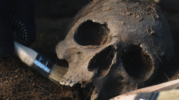 istock Crop archaeologist digging out human skull 1354914411