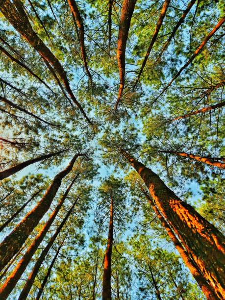 istock The background of the pine forest 1354914750