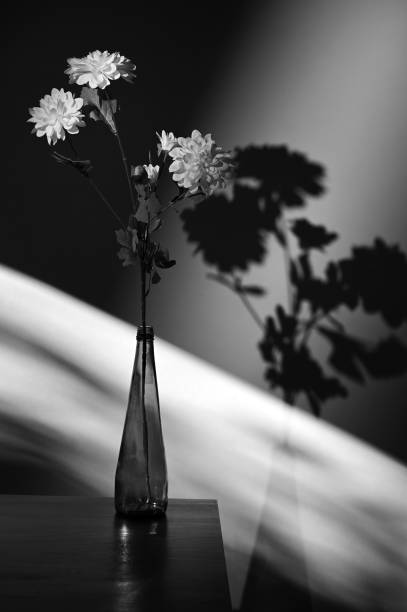 istock Abstract White Chrysanthemum Flower and Shadows in Studio 1354915089