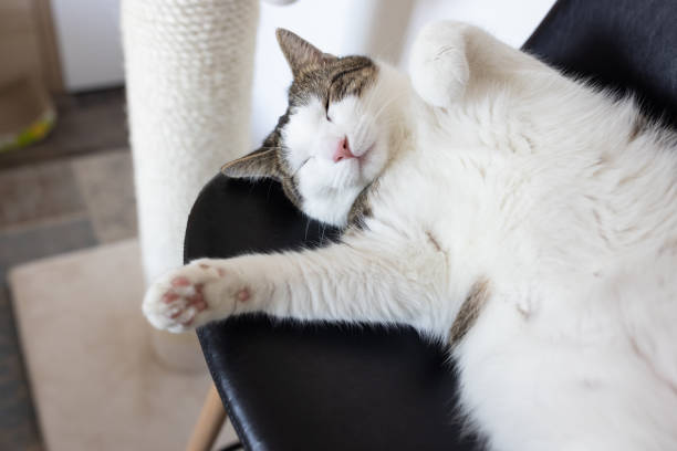 istock Happy cat laying on leather chair next to scratching post 1354916168