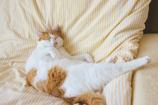 Cute young domestic bicolor orange and white cat sleeps relaxed and happy on soft blanket on bed. Happy relaxed or lazy sleeping cats concept. Close up, selective focus, copy space