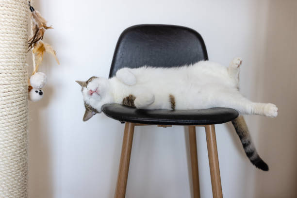 istock Happy cat laying on leather chair next to scratching post 1354916184