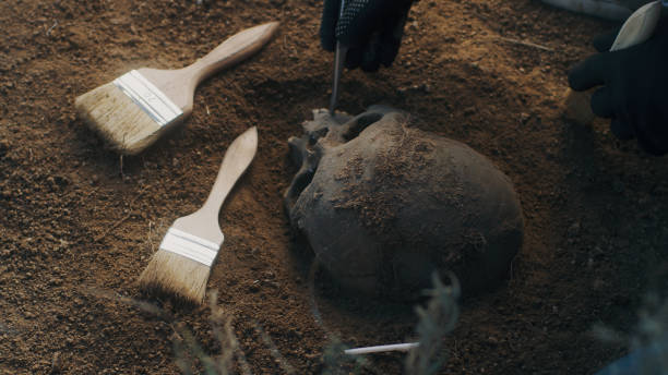 istock Unrecognizable archaeologist cleaning skull from dirt 1354916576