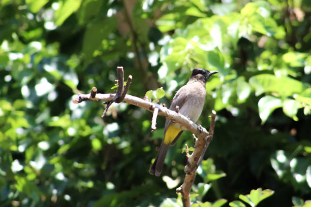 istock Dark-capped Bulbul siting on a branch 1354917797