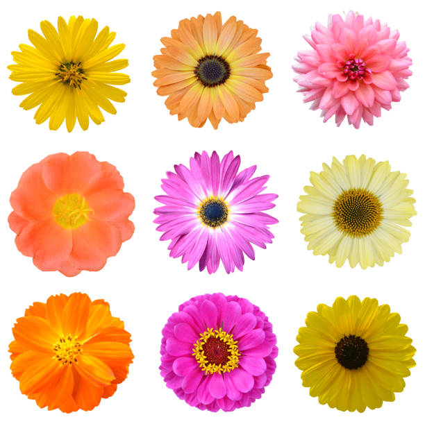 istock colorful flower heads 1354917804