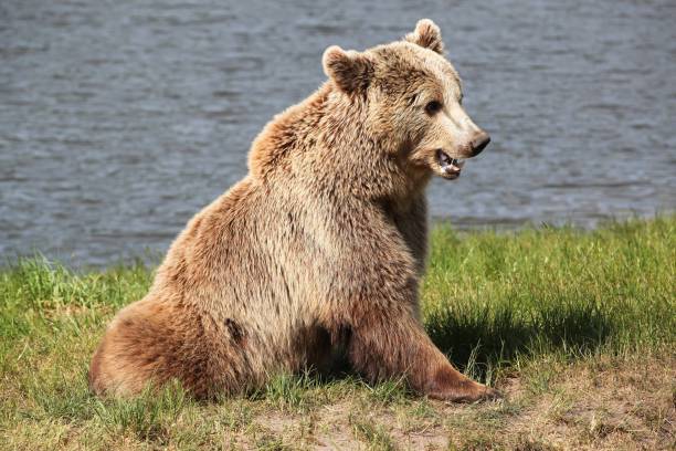 istock Brown bear in the nature 1354920347