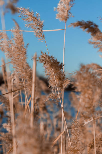 istock Thickets of dry reeds near the river 1354920367