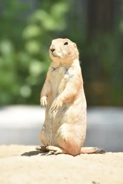 Adorable Short Armed Prairie Dog In Nature