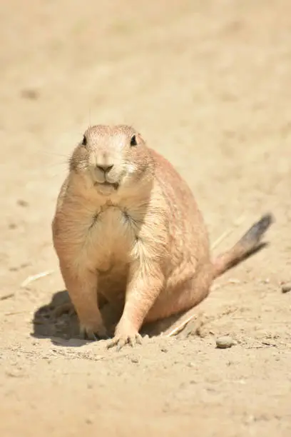 Adorable Black Tailed Prairie Dog Up Close Living in Nature
