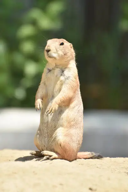 Cute Prairie Dog with Black Eyes in Nature