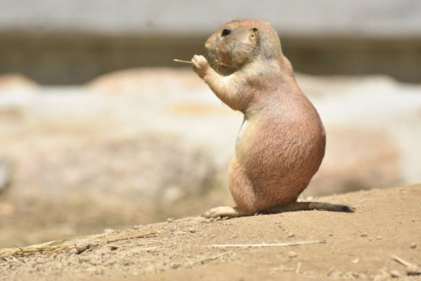 istock Alert and Attentive Prairie Dog 1354922029