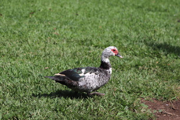 istock duck in grass - swimming duck - duck and chick 1354922066