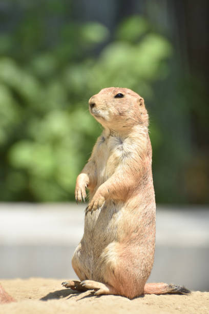 istock Alert and Attentive Prairie Dog 1354922119