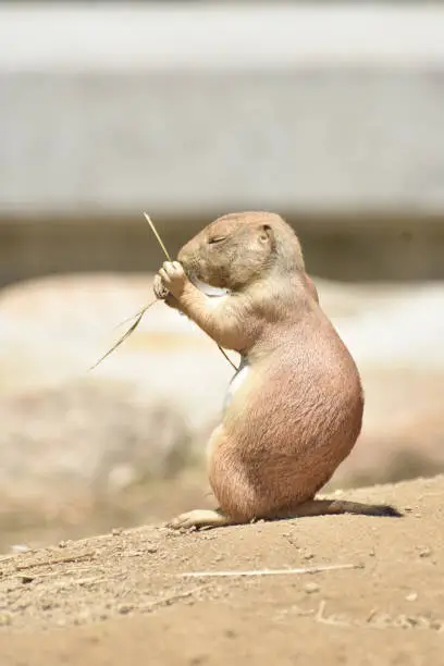 Adorable Black Tailed Prairie Dog Having a Snack