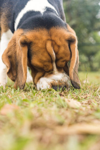istock Beagle dog playing and having fun in the park. Selective focus 1354923803