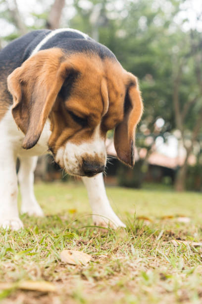istock Beagle dog playing and having fun in the park. Selective focus 1354923806